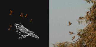 UVA researchers look to songbirds to teach us about the