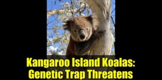Genetic Trap Threatens Conservation Success