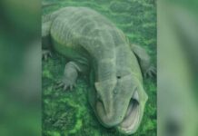 Ancient 'Living Fossil' Rewrites Early Tetrapod History