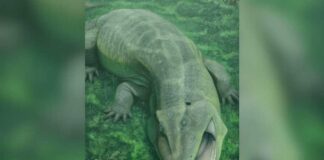 Ancient 'Living Fossil' Rewrites Early Tetrapod History