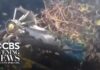 Tour Chopper Down: Americans Among Dead 5 Americans among 7 killed in luxury safari helicopter crash in Kenya